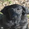 images/Immagini/I_miei_cani/Keid/Keit-3.jpg
