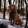 images/Immagini/I_miei_cani/Zaffy/WhatsApp_Image_2024-01-31_at_103857_4.jpeg