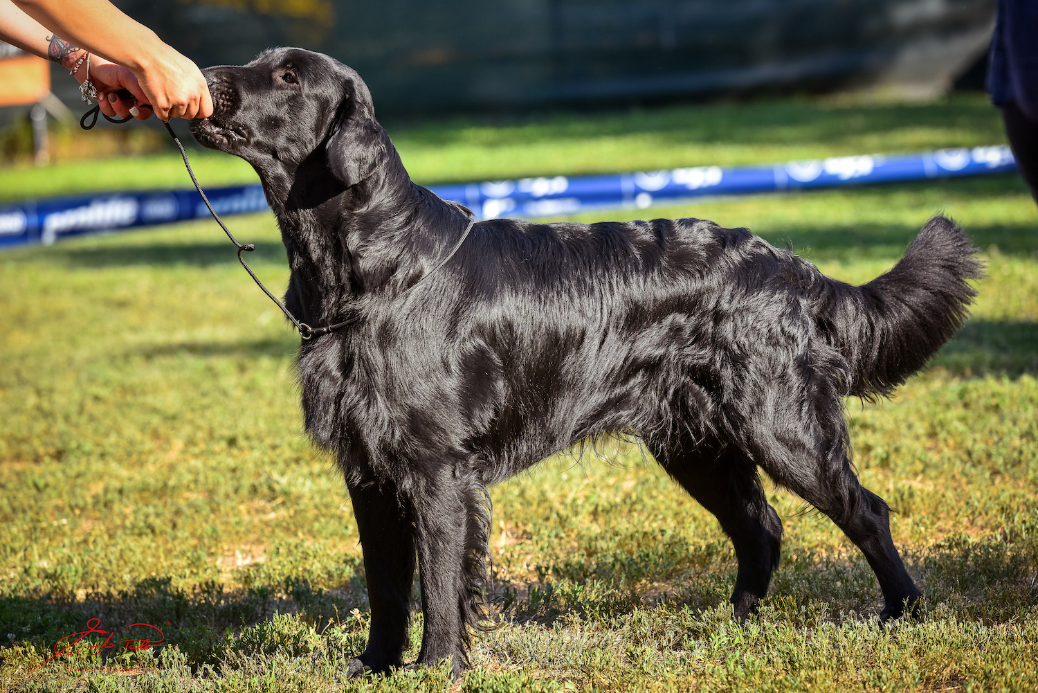 Raduno retriever Zibido